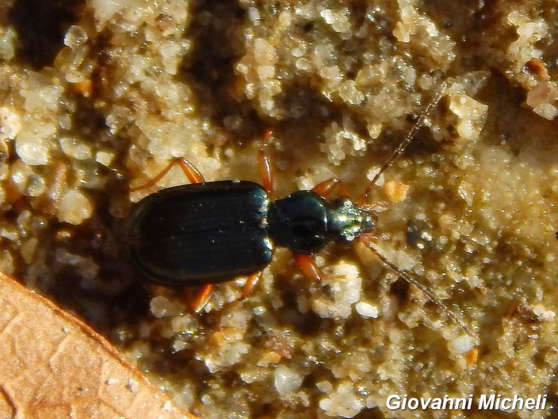 Ocydromus: O. cfr tibialis, O. decorus, O.sp